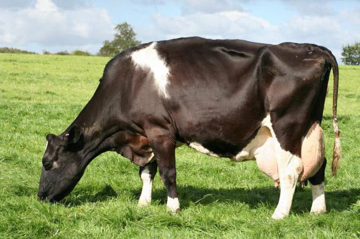 сколько желудков у коров