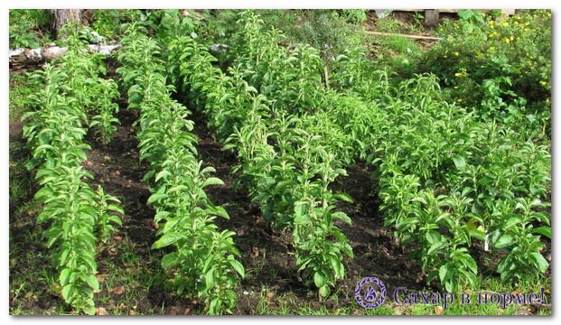 стевия как вырастить на даче