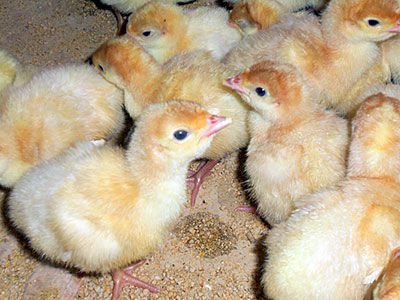 Суточные индюшата