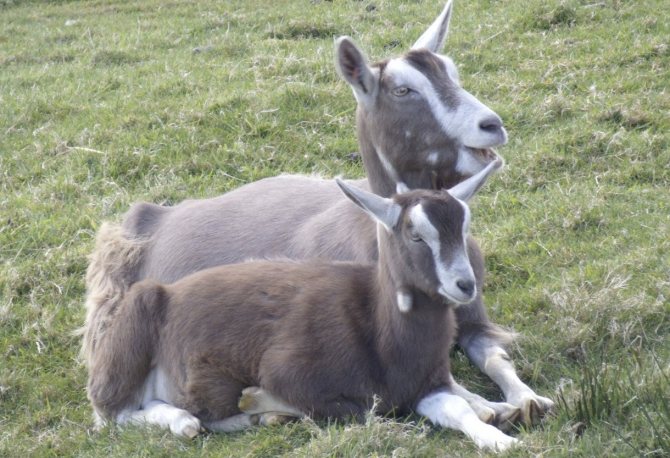 Тоггенбургские козы