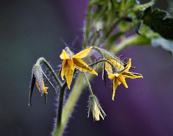 Томаты растут в кистях по 3-5 штучки