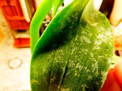 трипсы-на-растениях-фото