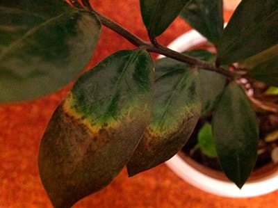 у-замиокулькаса-вянут-и-сохнут-листья-фото