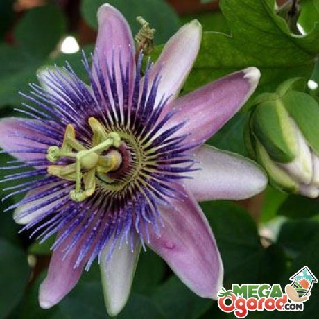 Уход после посадки