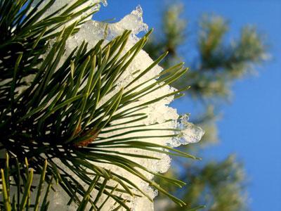 Укрытие хвойных растений от зимних солнечных ожогов