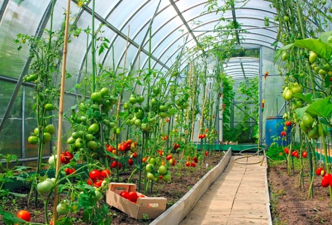 Устройство и отопление поликарбонатных теплиц зимой