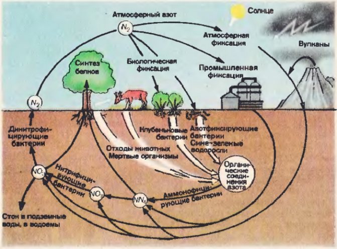 В природе азот растениям предоставляют почвенные бактерии, которые «добывают» его из органических остатков и воздуха. При высокой микробиологической активности почвы, с высоким содержанием в ней органики, потребность во внесении удобрений стремится к минимуму.