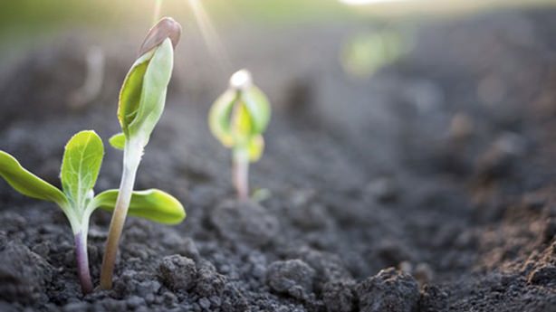 Вегетация растений