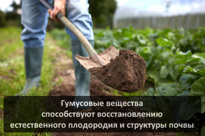 Виды удобрений на основе гуминовой кислоты