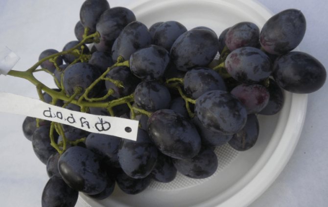 виноград фурор