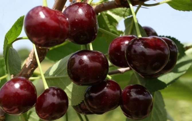 Вишня сорта Жуковская