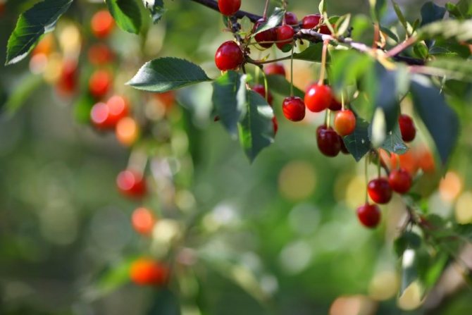 вишня тургеневка