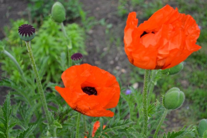 Восточный и прецветниковый маки запрещены к выращиванию на садовых участках