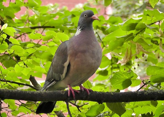 Вяхирь - крупный лесной голубь
