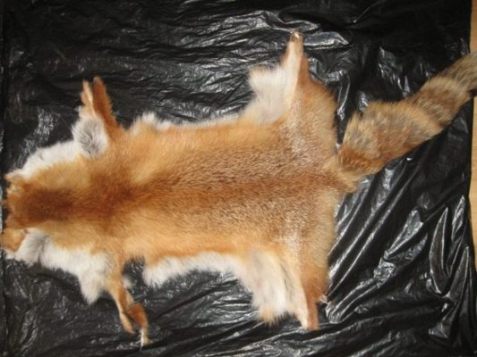 Выделка шкуры лисы
