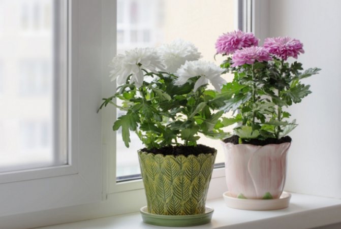 Выращивание хризантемы в горшке — что надо знать?