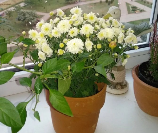 Выращивание хризантемы в горшке — что надо знать?