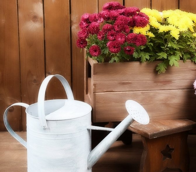 Выращивание хризантемы в горшке — что надо знать?