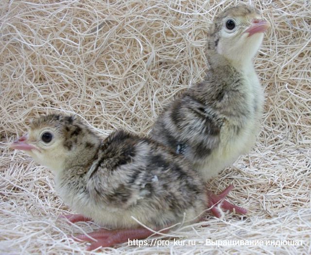 Выращивание индюшат в домашних условиях для начинающих с нуля.