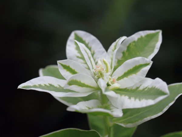 Высаживайте растение только в прогретую почву