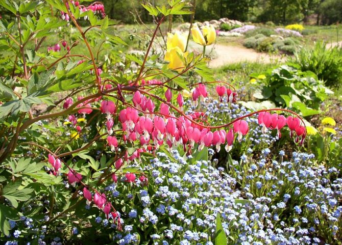 Яркий цветок