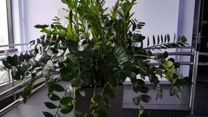 Замиокулькас грунт какой нужен