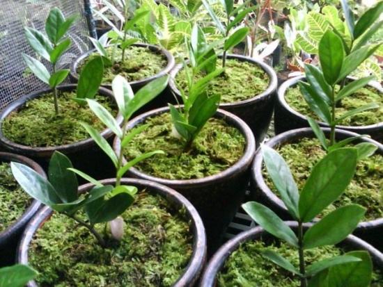 замиокулькас разведение черенками