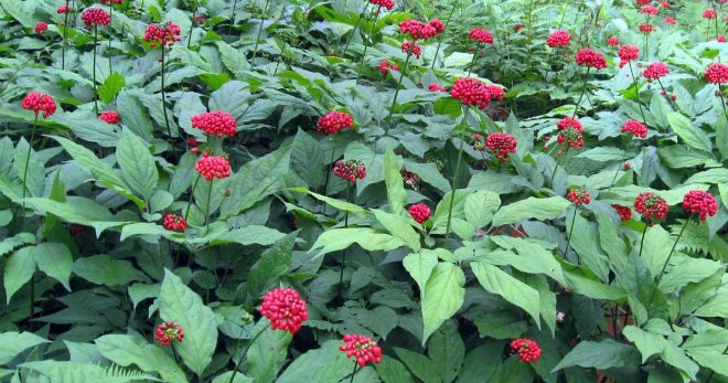 Женьшень – как выглядит, где растет, основные виды, правила посадки