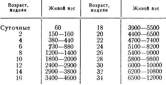 Живой вес индюшат, г