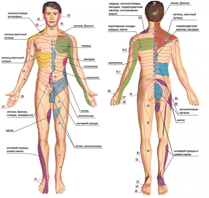 зоны Захарьина-Геда