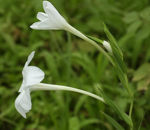 Ацидантера белая Acidanthera Candida фото
