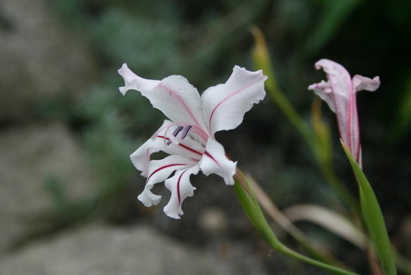 Ацидантера малоцветковая Acidanthera pauciflora фото
