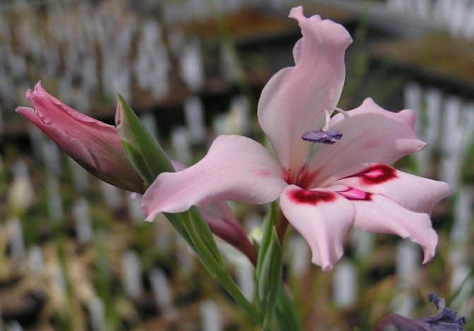 Ацидантера тропическая Acidanthera aequinoctialis