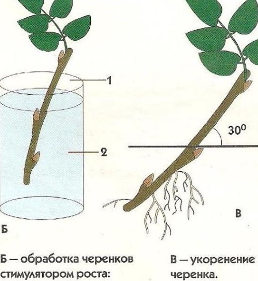 Черенки розы