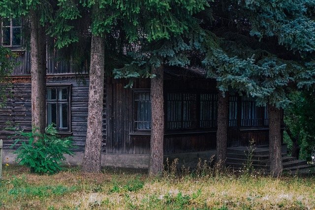 ель и сосна растут возле дома