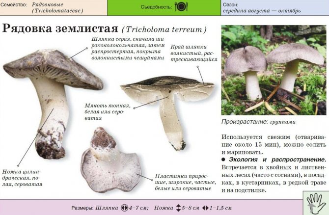 Характеристика гриба рядовка землистая