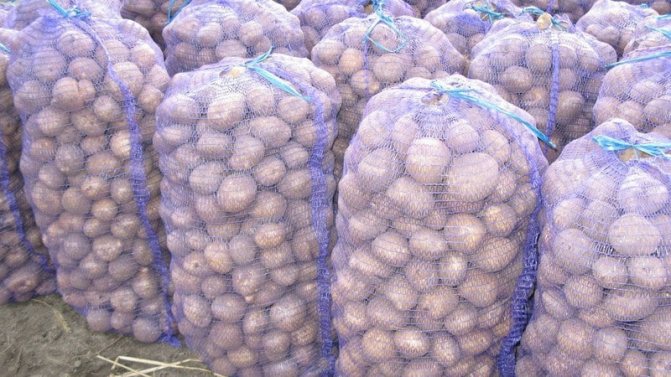 Какова урожайность картофеля с 1 га и как её повысить