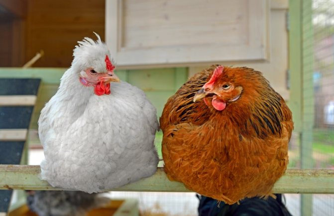 Курицы