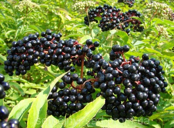 кустарник бузина посадка и уход