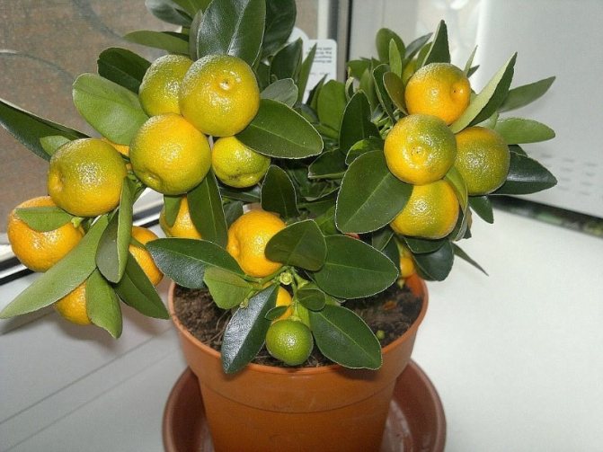 Мандарины