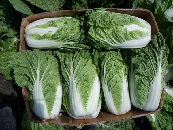 маринованная пекинская капуста