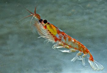 Морской обитатель