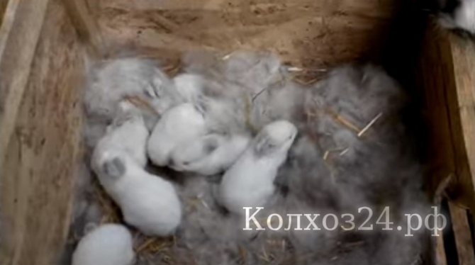 новорожденные крольчата