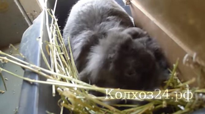 новорожденные крольчата