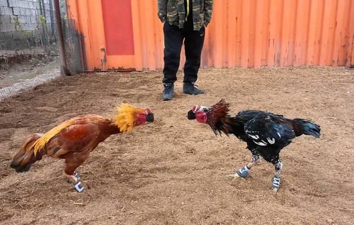 Особенности бойцовых петухов