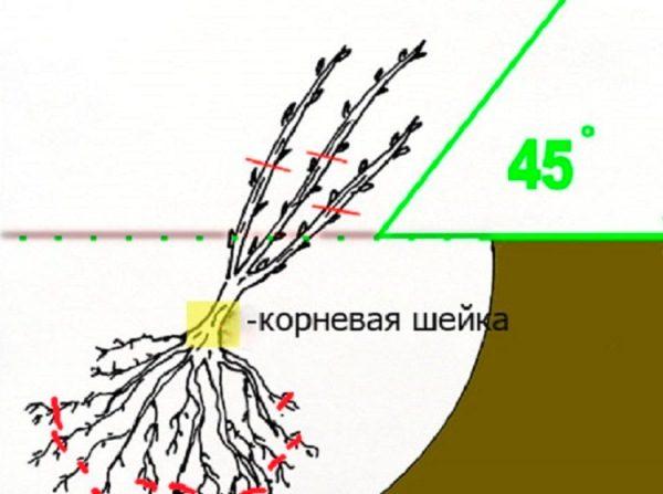 посадка смородины