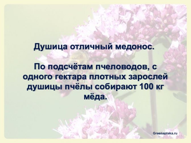 про душицу