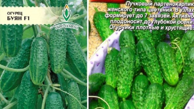'Стойкие к заболеваниям и легкие в уходе огурцы