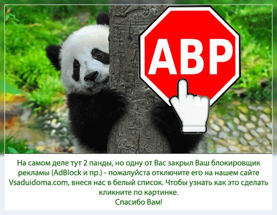 Выращивание репы (фото) – польза посадка и уход