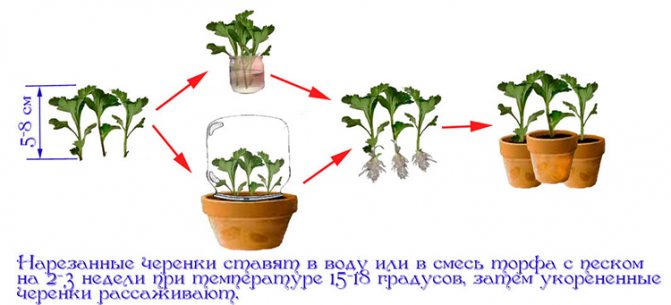 Выращивание садовых хризантем: выбор сорта, посадка, уход